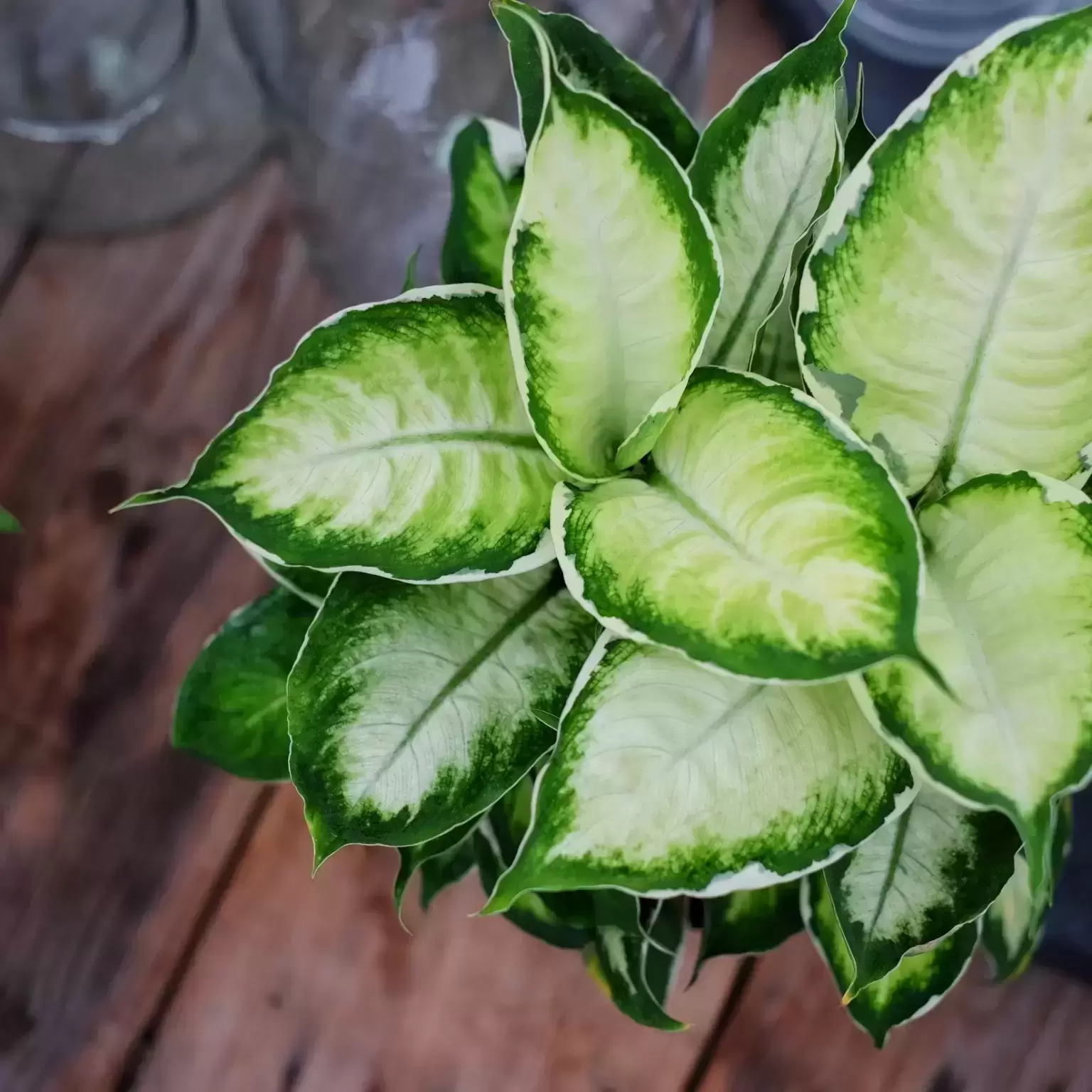 Dieffenbachia Cool Beauty 19cm Cowell S Garden Centre Woolsington