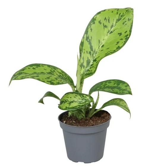 Dieffenbachia 'Crocodile'