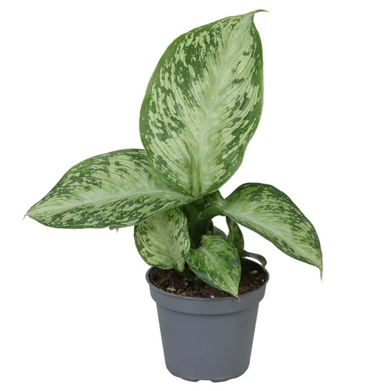 Dieffenbachia 'Snow' 6cm