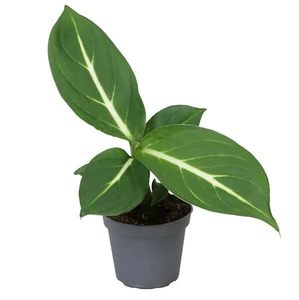 Dieffenbachia 'Sterling' 6cm