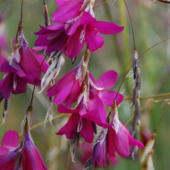 Picture - Kernock Park Plants