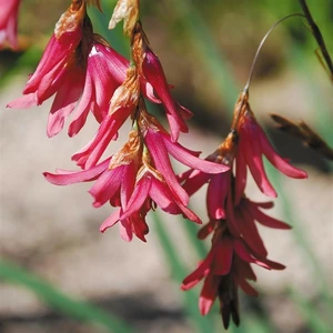 Picture - Kernock Park Plants