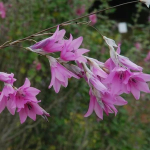 Picture - Kernock Park Plants