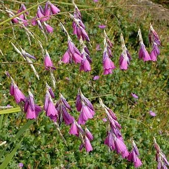 Picture - Kernock Park Plants