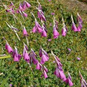 Picture - Kernock Park Plants