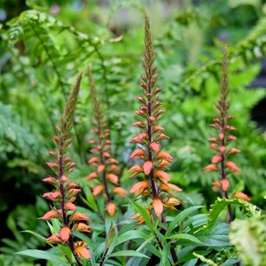 Digitalis isabelliana 'Bella' - image 2