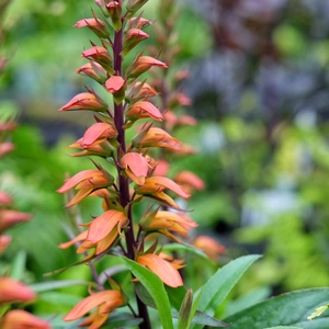 Digitalis isabelliana 'Bella' - image 1