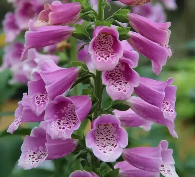 Digitalis purpurea 'Dalmatian Rose' 1L - Cowell's Garden Centre ...