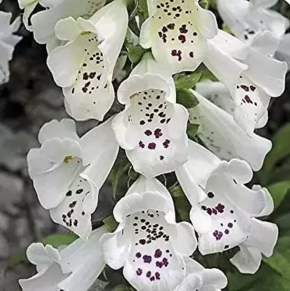 Digitalis purpurea 'Dalmatian White' 2L - image 2