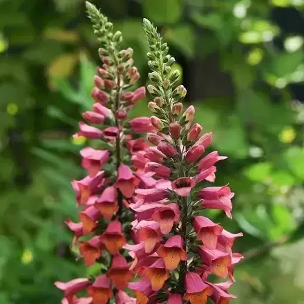 Digitalis × valinii 'Foxlight Ruby Glow' 3L - image 2