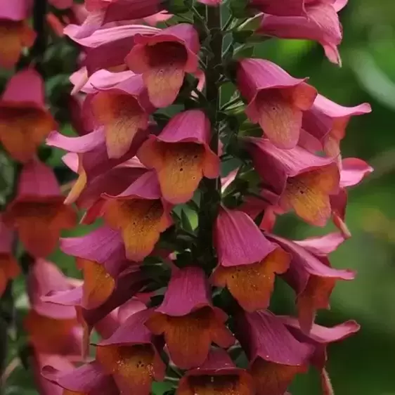 Digitalis × valinii 'Foxlight Ruby Glow' 3L - image 1