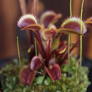 Dionaea 'Red Pirahna'