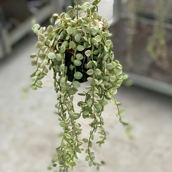 Dischidia ruscifolia 'Variegata' - Million Hearts - image 2