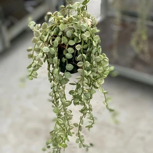 Dischidia ruscifolia 'Variegata' - Million Hearts - image 2