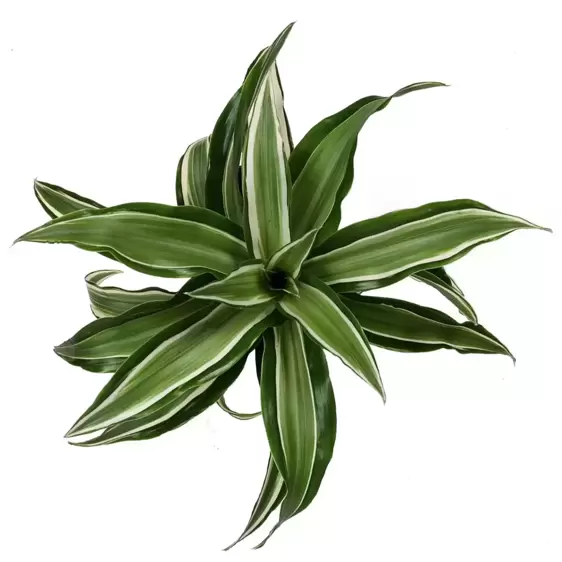 Dracaena fragrans 'Kanzi' 12cm - image 1