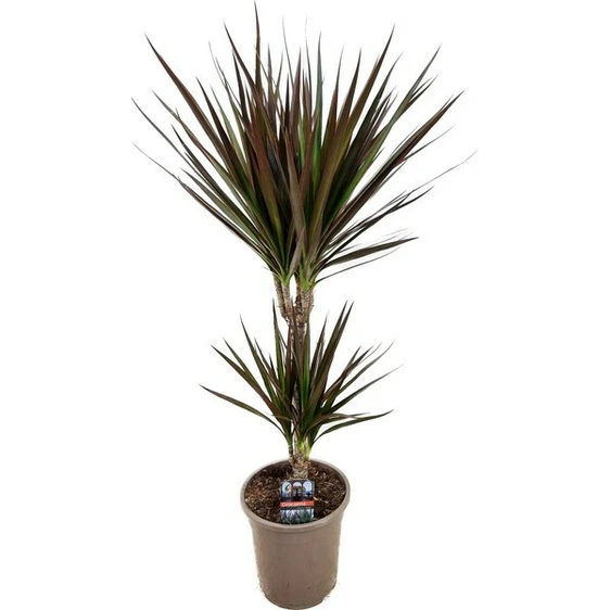 Dracaena marginata 'Magenta' 17cm - image 1