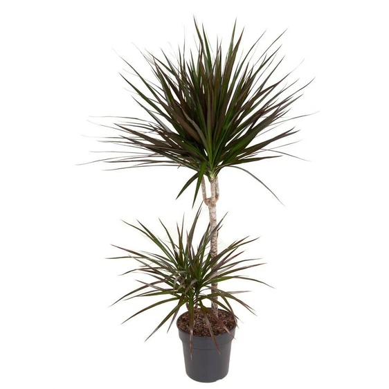 Dracaena marginata 'Magenta' 6cm - image 2