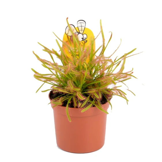 Drosera capensis - image 2