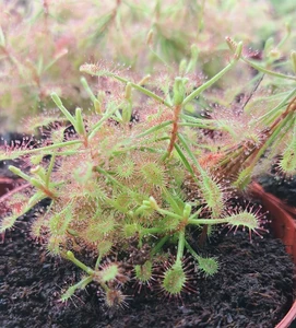 Drosera madagascariensis - image 1