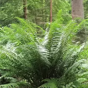 Dryopteris affinis 11cm - image 3