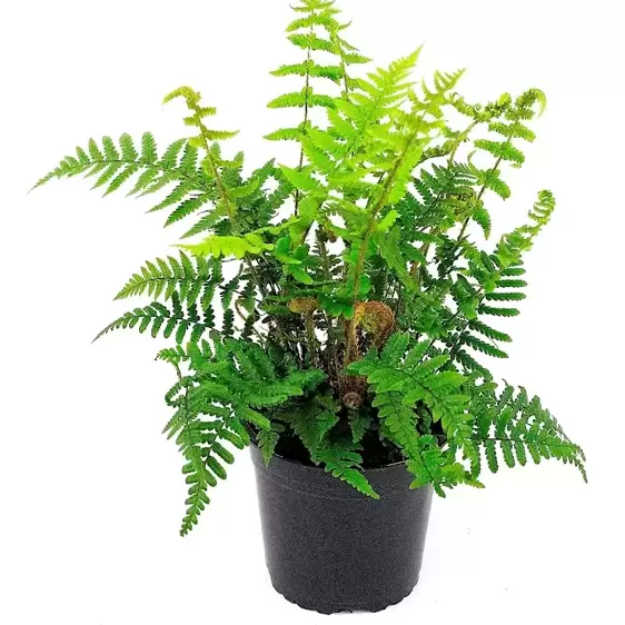 Dryopteris affinis 11cm - image 2