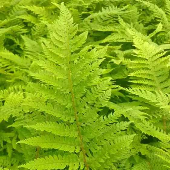 Dryopteris affinis 11cm - image 1