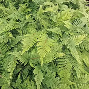 Dryopteris affinis 11cm - image 4