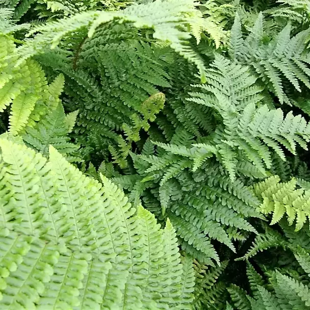 Dryopteris affinis 'Crispa' 11cm - Cowell's Garden Centre | Woolsington