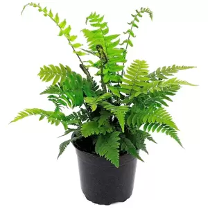 Dryopteris atrata (cycadina) 1.5L - image 2