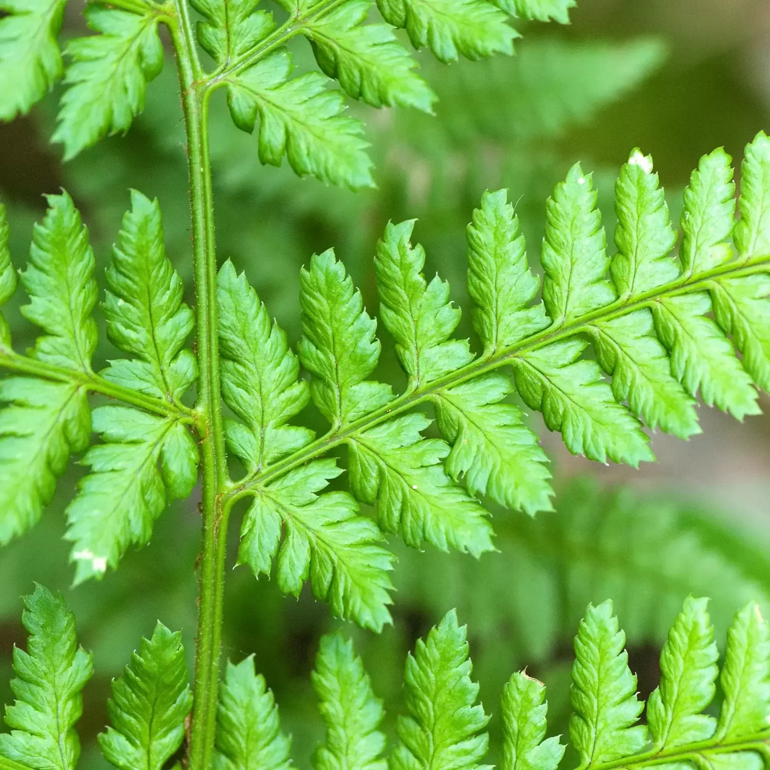 Dryopteris austriaca (dilatata) - Cowell's Garden Centre | Woolsington