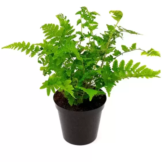 Dryopteris filix-mas 1.5L - image 2