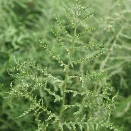 Dryopteris filix-mas 'Linearis Polydactyla' 11cm