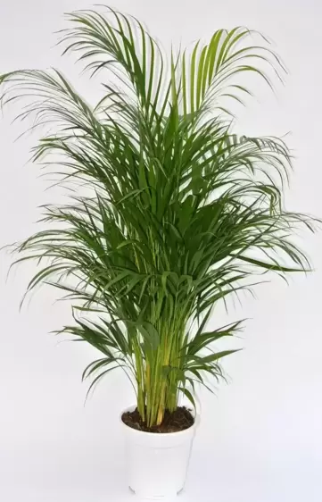 Dypsis lutescens 19cm - image 2