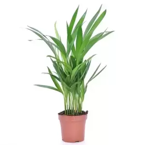 Dypsis lutescens 12cm - image 2