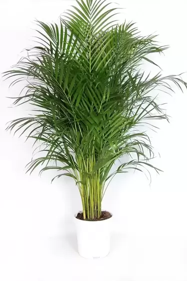 Dypsis lutescens 24cm - image 2