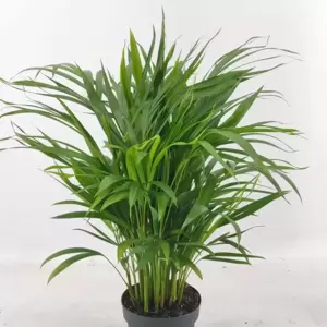 Dypsis lutescens 17cm - image 2