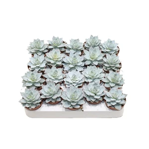 Echeveria 'Blue Star' 8.5cm