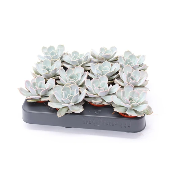 Echeveria lilacina 5.5cm - image 2