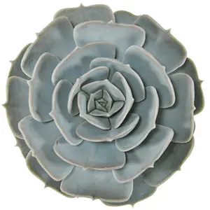 Echeveria lilacina 11cm - image 1