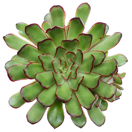 Echeveria 'Magma Pearl' - image 1