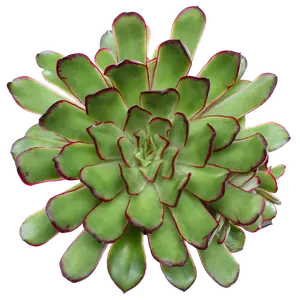 Echeveria 'Magma Pearl' - image 1