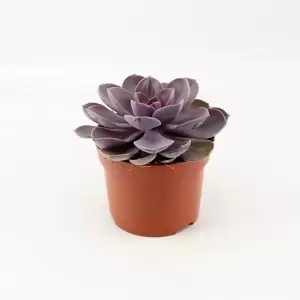 Echeveria 'Perle von Nurnberg' 10.5cm