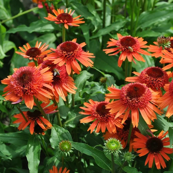 Echinacea 'Carrot Cake'