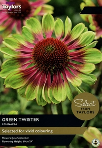 Echinacea Green Twister