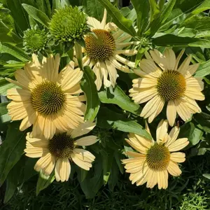 Echinacea 'Meditation Lime'