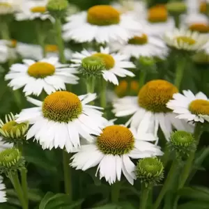 Echinacea purpurea 'White Meditation' 3L