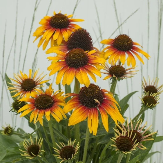 Echinacea 'Parrot'