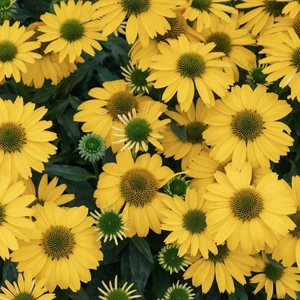 Picture Credit - Ball Horticultural Company