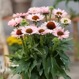Echinacea 'Sunseekers Salmon'