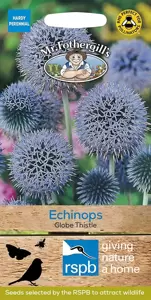 Echinops Globe Thistle - image 1